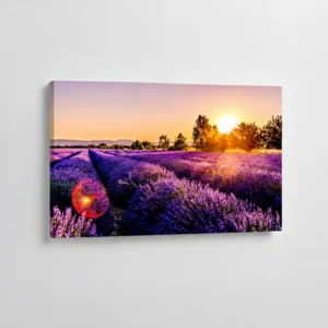 4.-Polje-lavande-u-zalasku-sunca