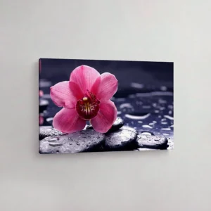 21.-Ruzicasta-orhideja-na-kamenju